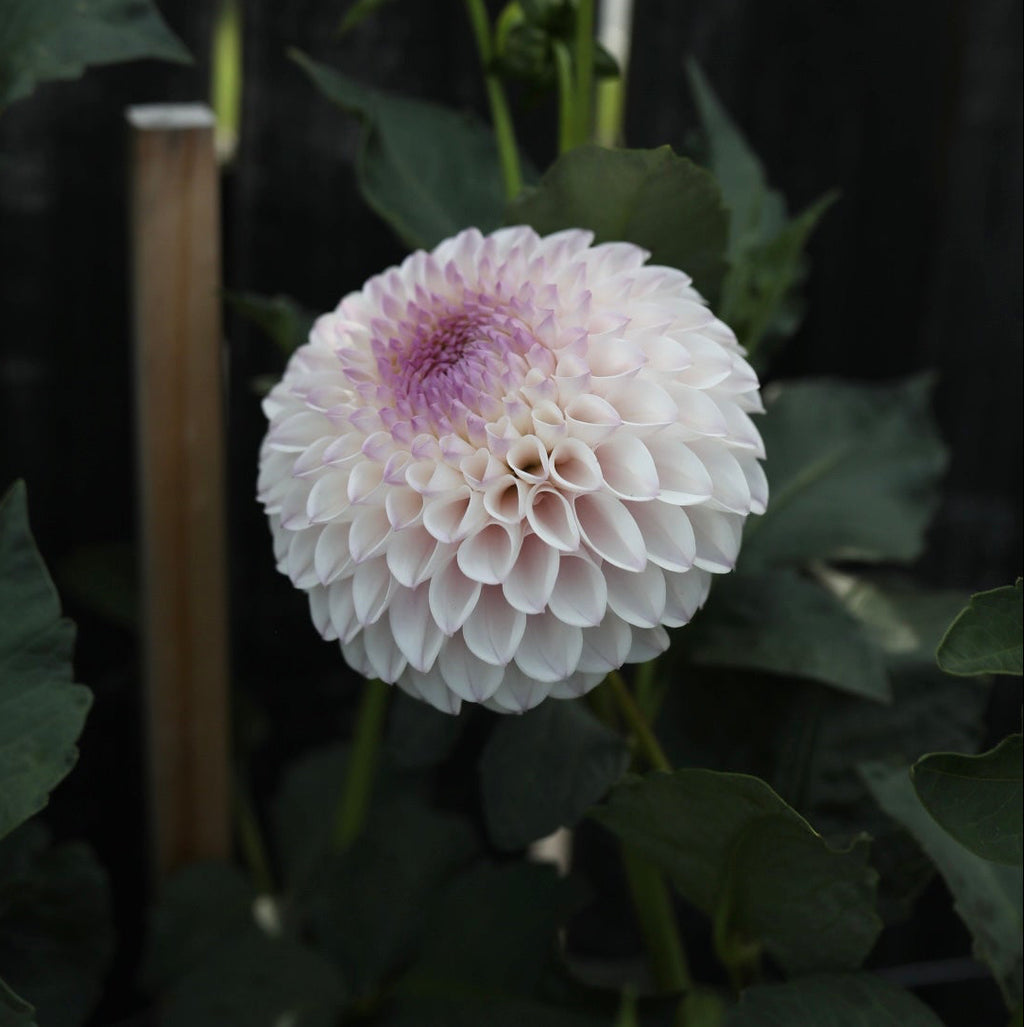 pink pearl
