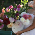 dahlia bloom bucket