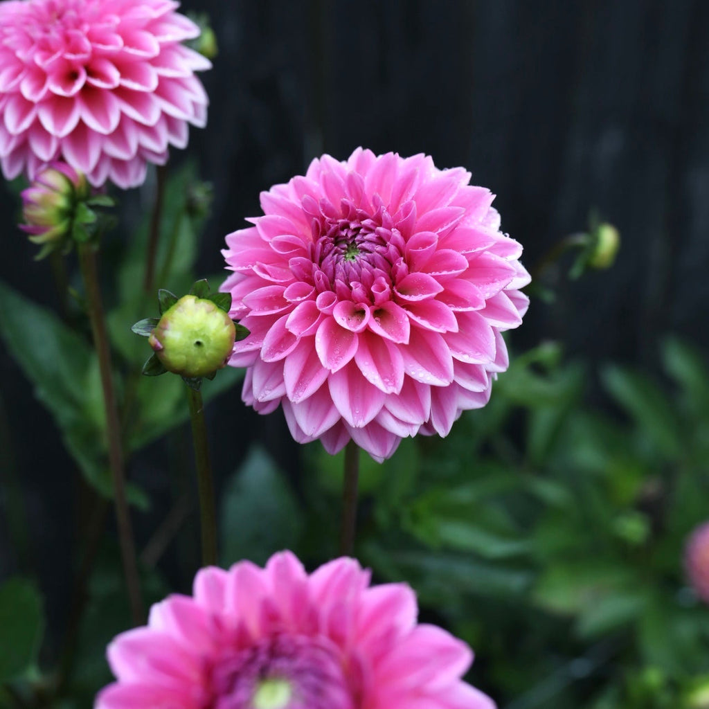 pink sylvia