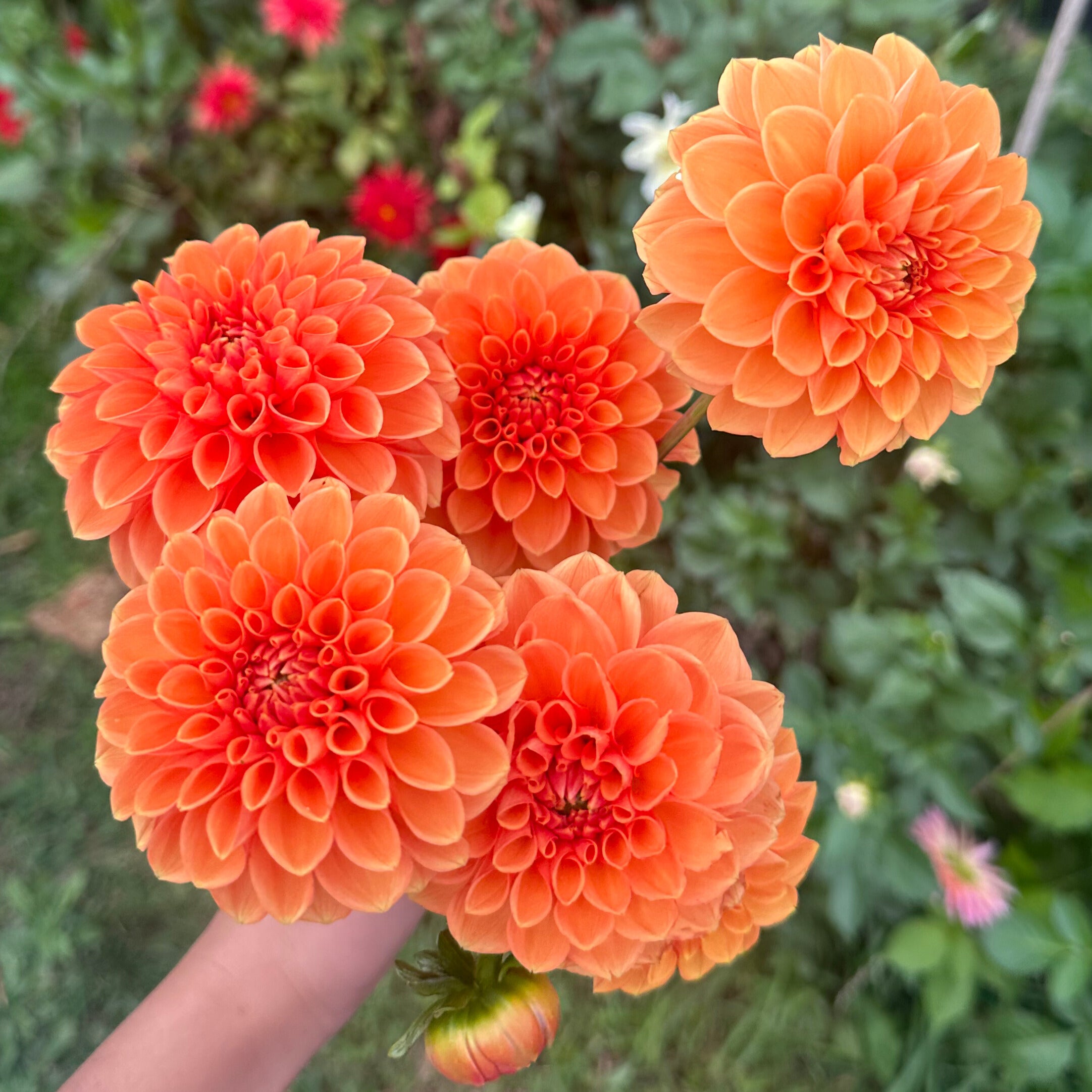 orange sylvia (maarn)