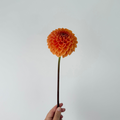 orange sylvia (maarn)