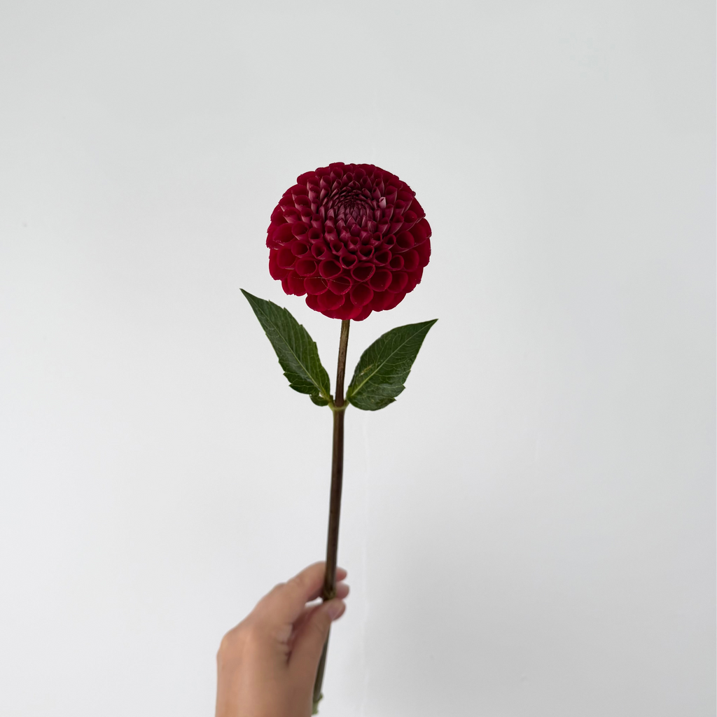 cornel red