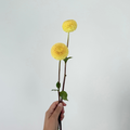 buttercup