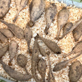 mystery lucky dip tuber