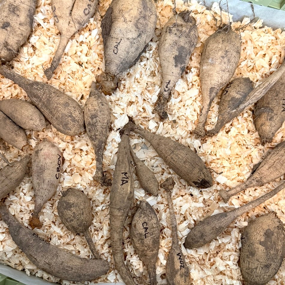 mystery lucky dip tuber