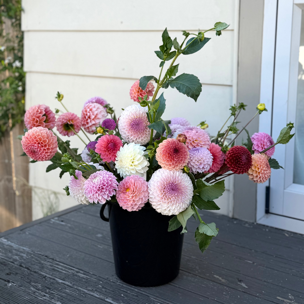 dahlia bloom bucket
